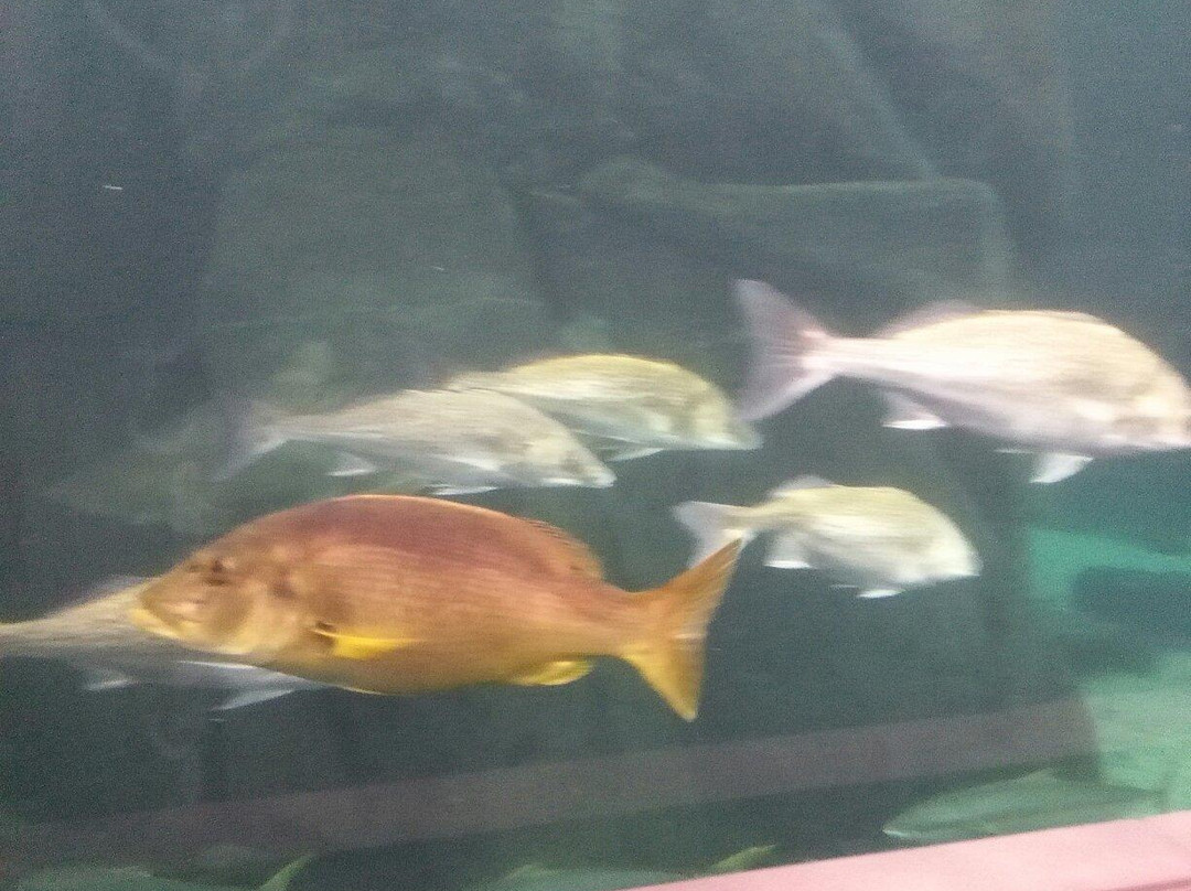 Two Oceans Aquarium-开普敦中心区必去景点