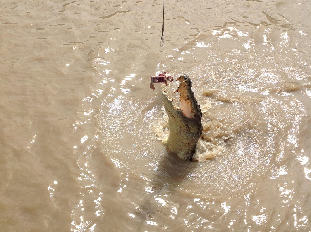 Spectacular Jumping Crocodile Cruise景点图片