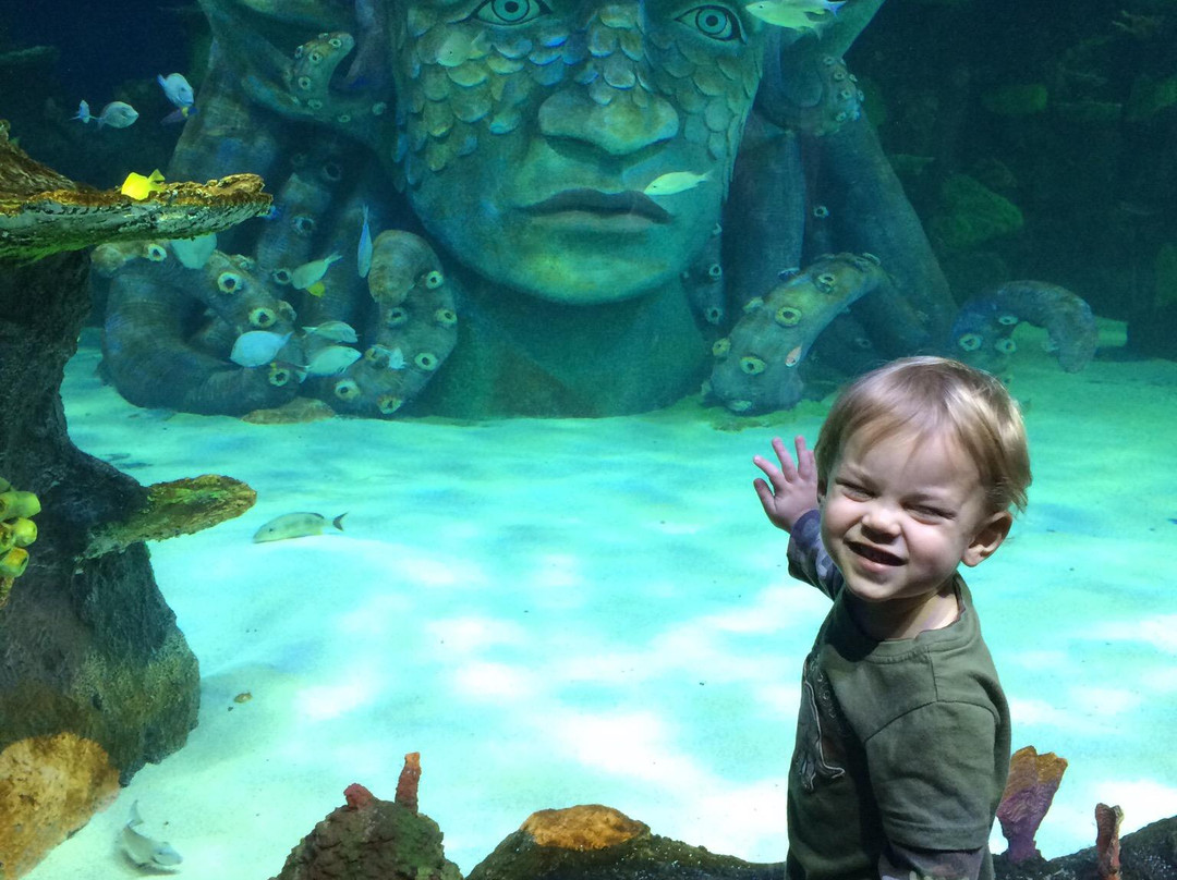 SEA LIFE Michigan Aquarium-奥本山必去景点