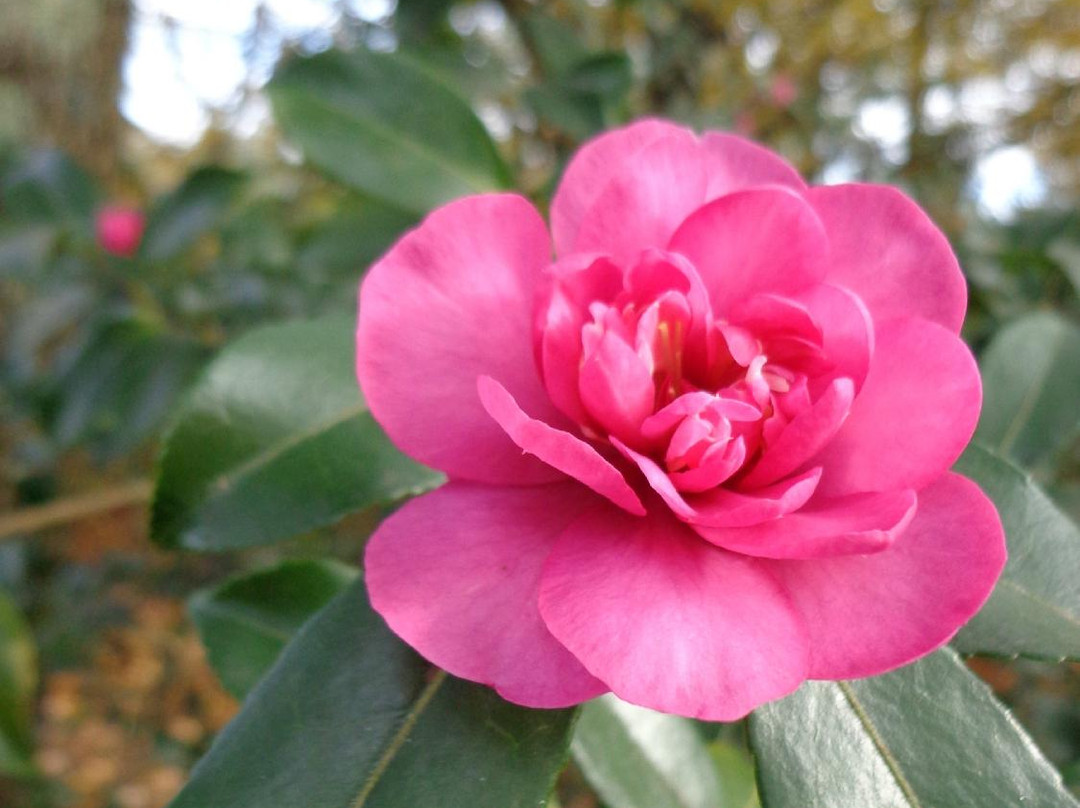 Arboretum Cimetière Parc景点图片