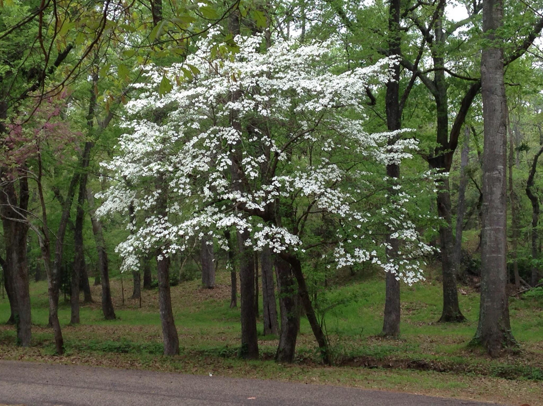 Davey Dogwood Park-Palestine必去景点