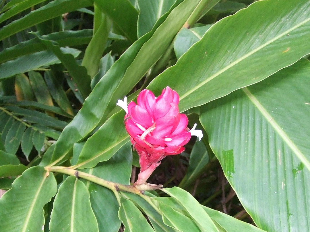 Honiara Botanical Gardens景点图片
