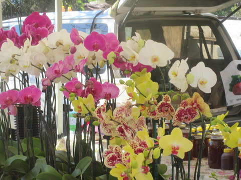 West Coast Farmers Market-库柏蒂诺必去景点