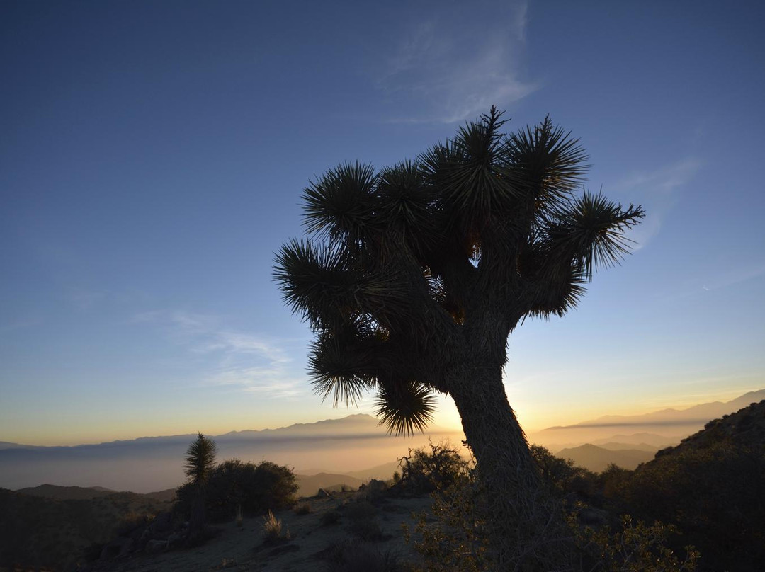 Eureka Peak-约书亚树国家公园必去景点