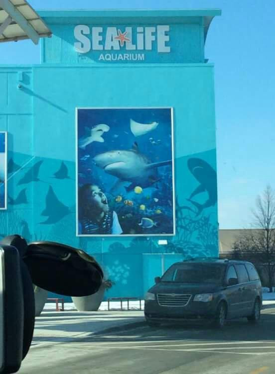 SEA LIFE Michigan Aquarium-奥本山必去景点