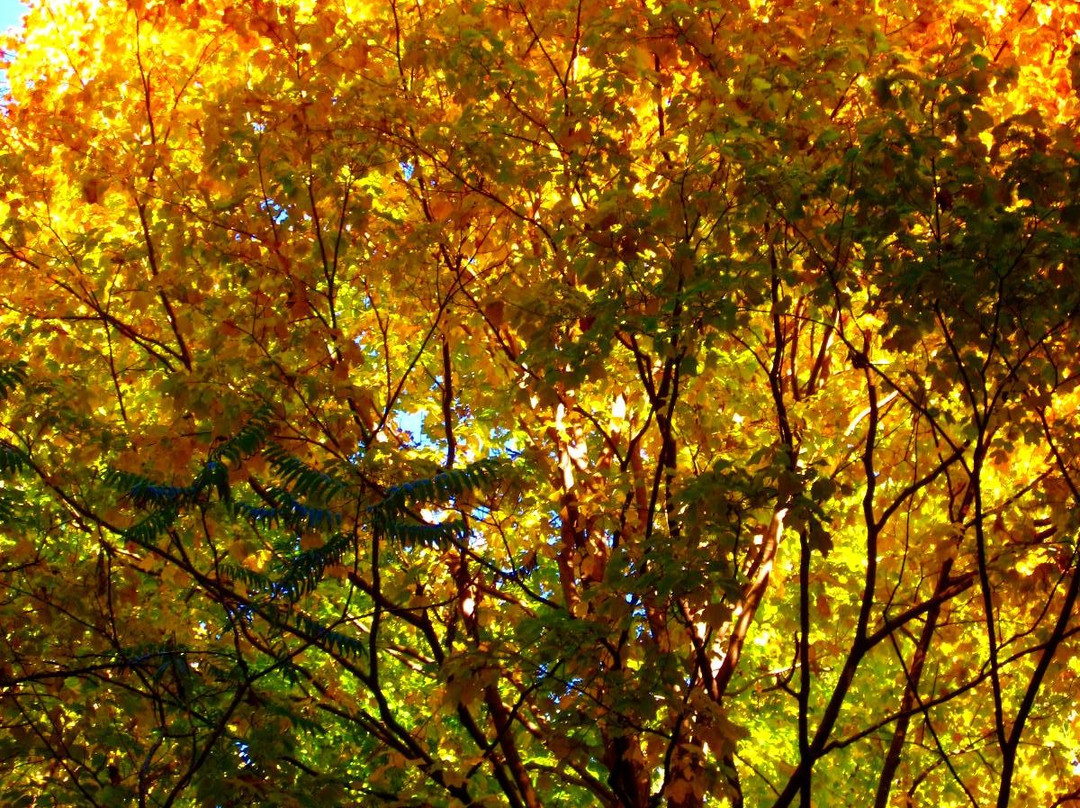 Bois Chomedey-拉瓦尔必去景点