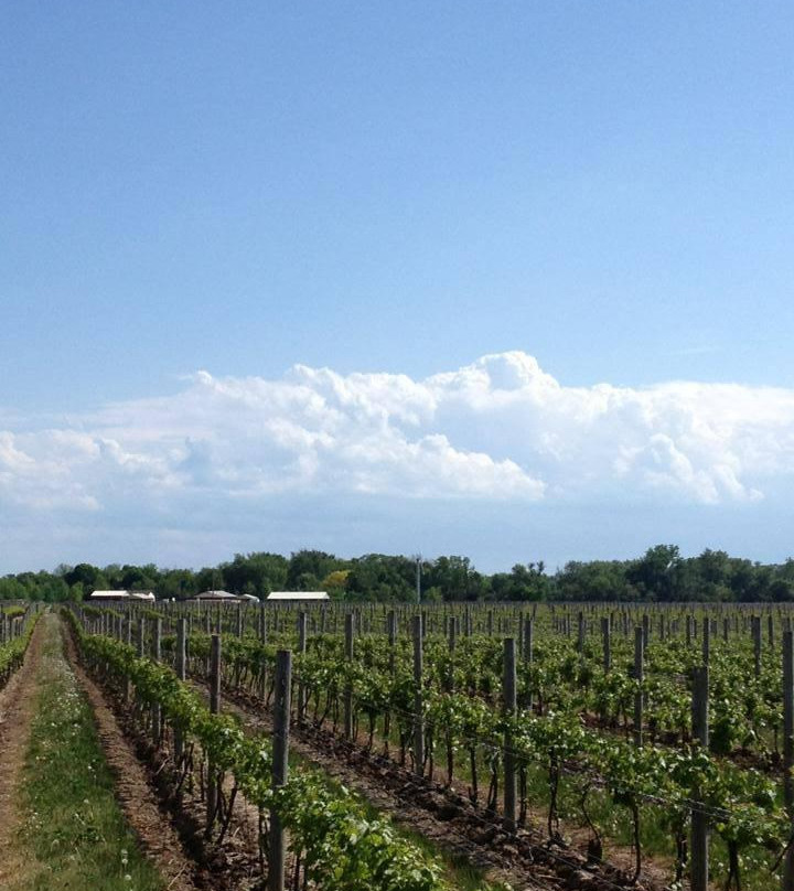 Erie Shore Vineyard-Harrow必去景点