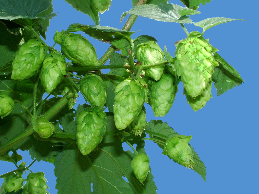 Hop'n Blueberry Farm-Black Mountain必去景点