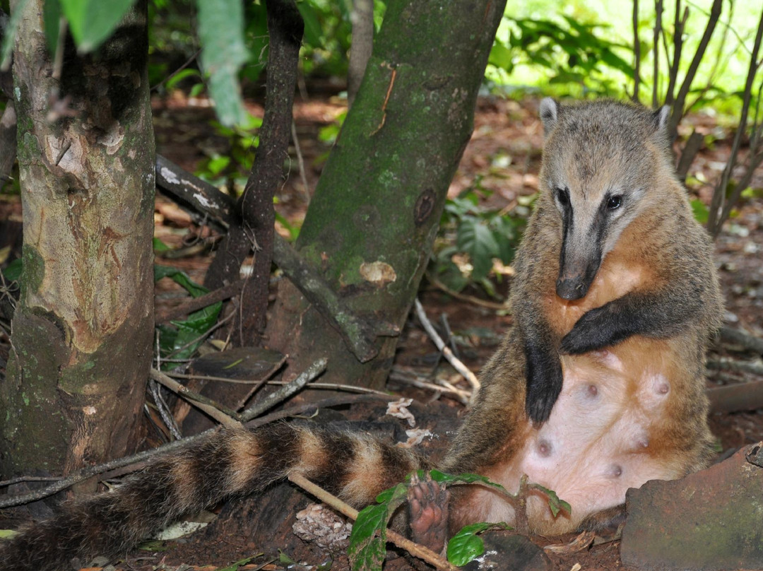 伊瓜苏瀑布-伊瓜苏必去景点