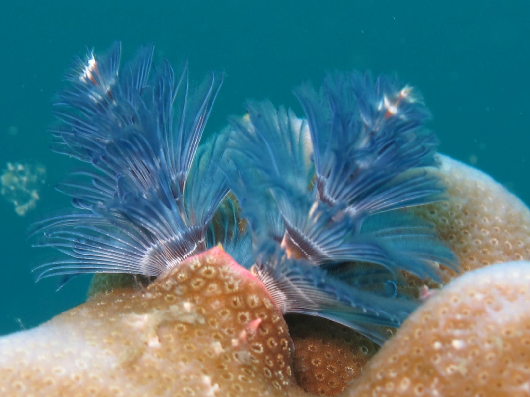 探索潜水中心-波普特必去景点