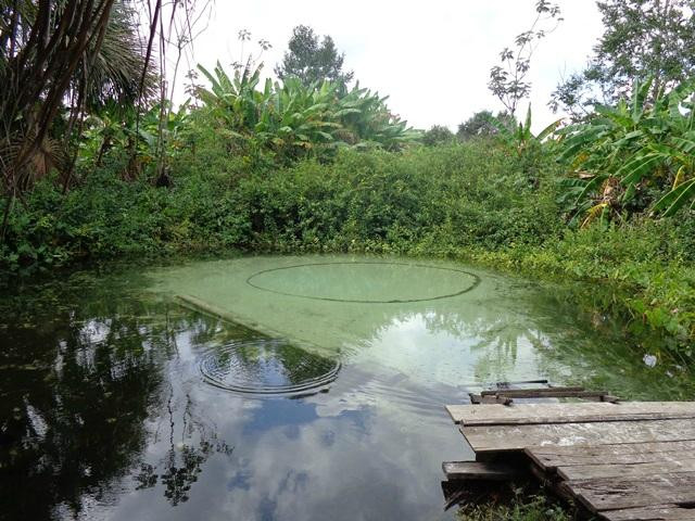 Fervedouro Do Alecrim-Sao Felix do Tocantins必去景点