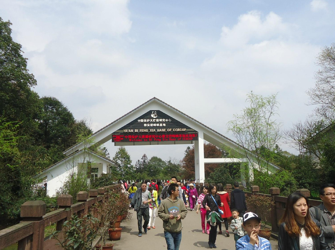 碧峰峡熊猫基地-雅安市必去景点