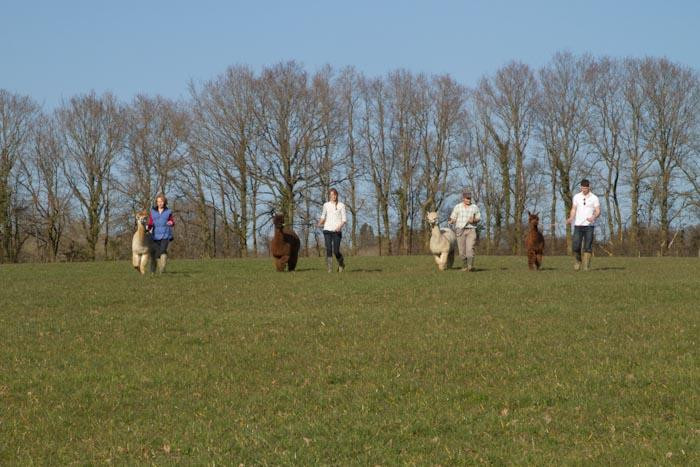 Alpaca Walking - with Spring Farm Alpacas景点图片