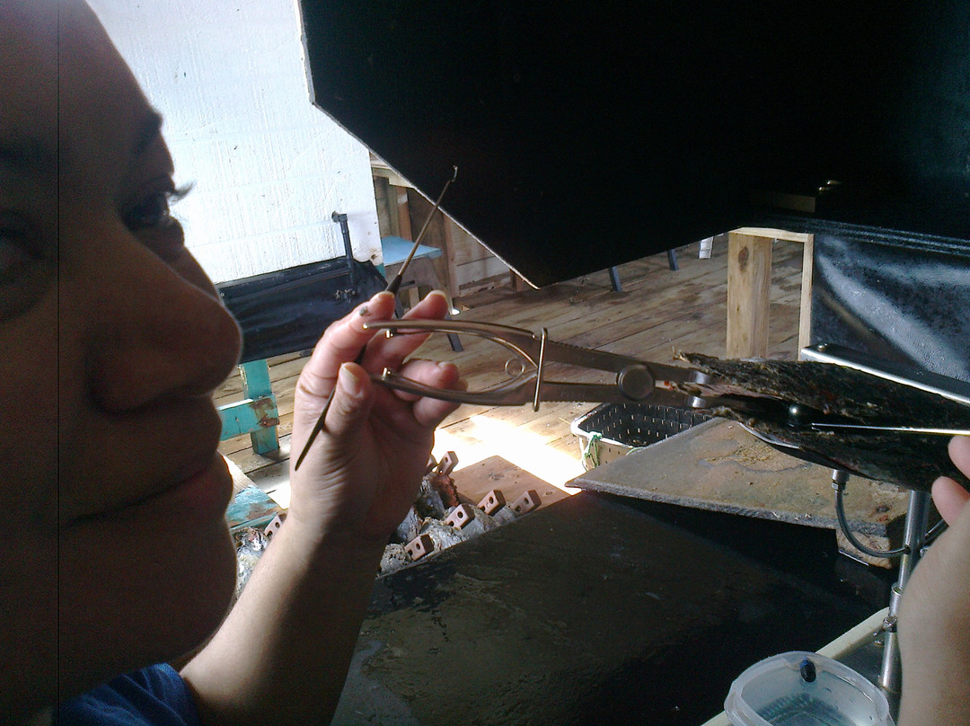 Manihiki Pearl Techs-拉罗汤加必去景点