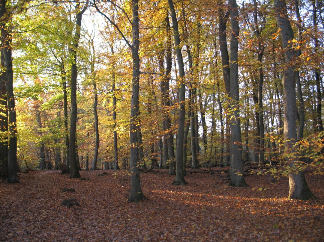 Naturpark Hochtaunus-Oberursel (Taunus)必去景点
