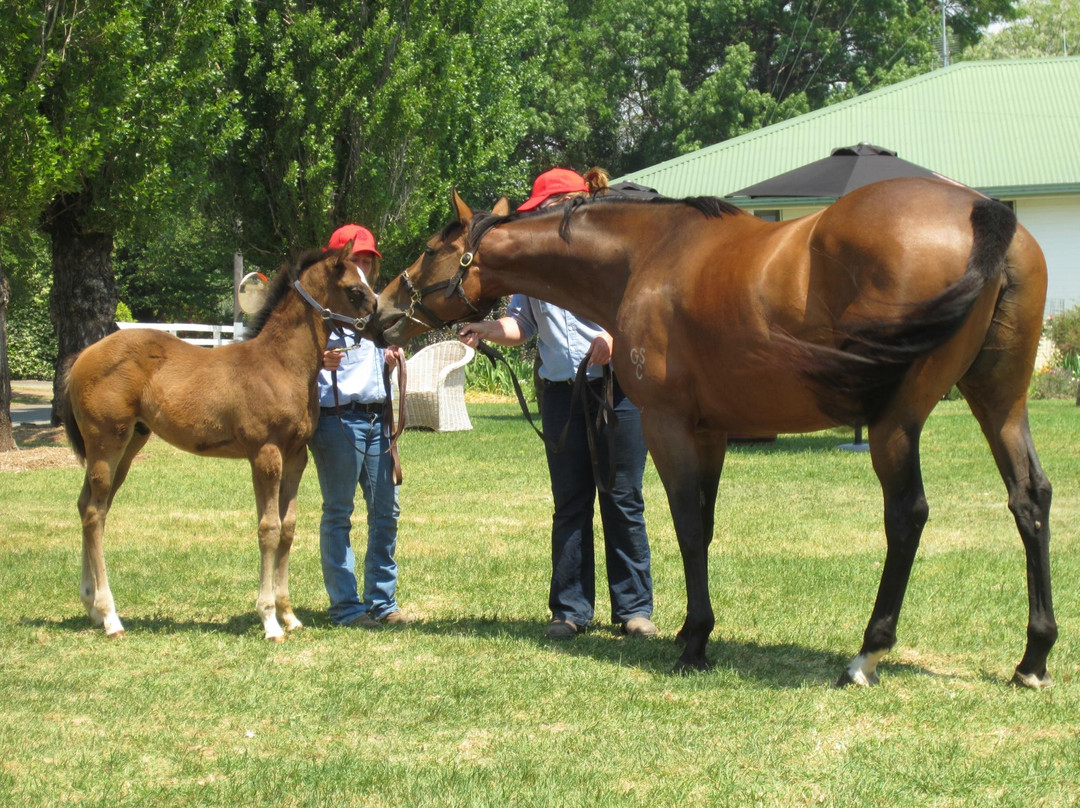 Gooree Park-马奇必去景点