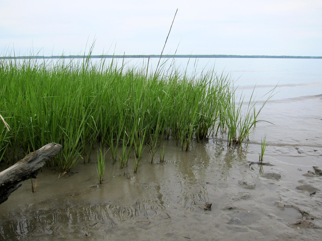York River State Park-威廉斯堡必去景点