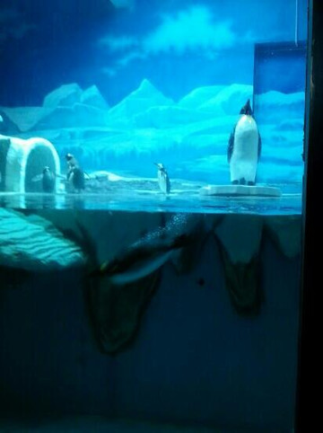 小梅沙海洋世界-深圳市必去景点