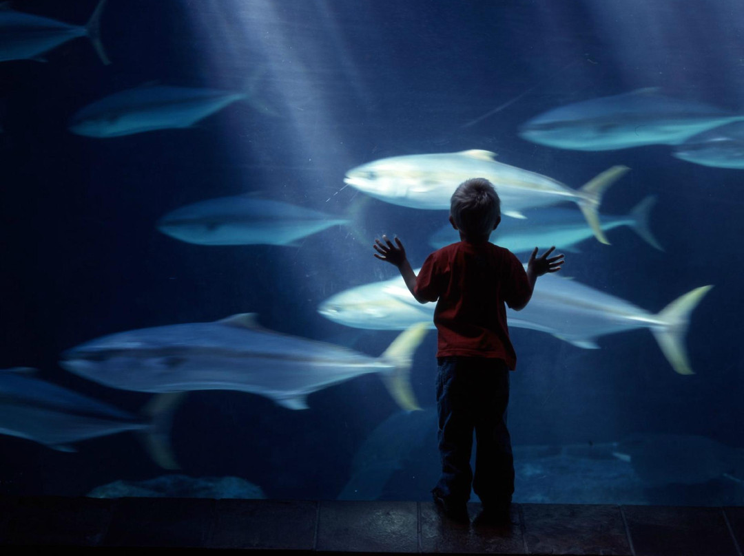 Two Oceans Aquarium-开普敦中心区必去景点
