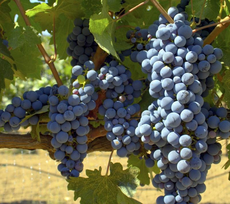 Milagro Winery景点图片