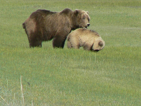 Alaska Wild Bear Adventures-荷马必去景点