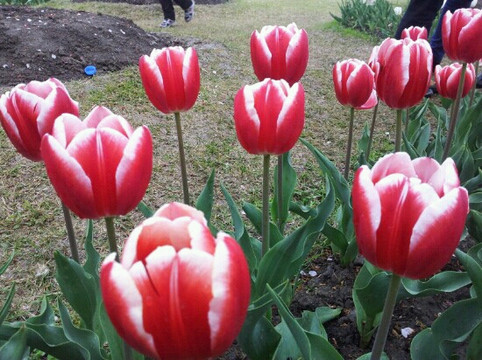 上海辰山植物园-上海市必去景点