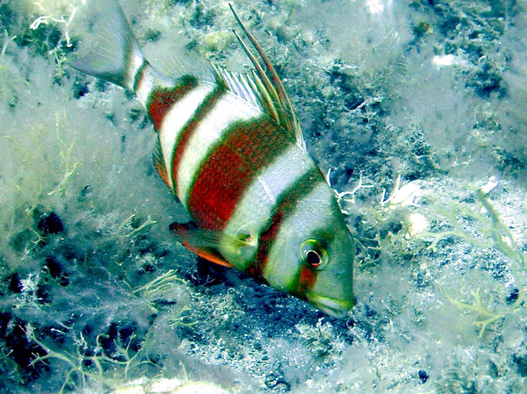 Scuba Sur-阿尔吉内金必去景点