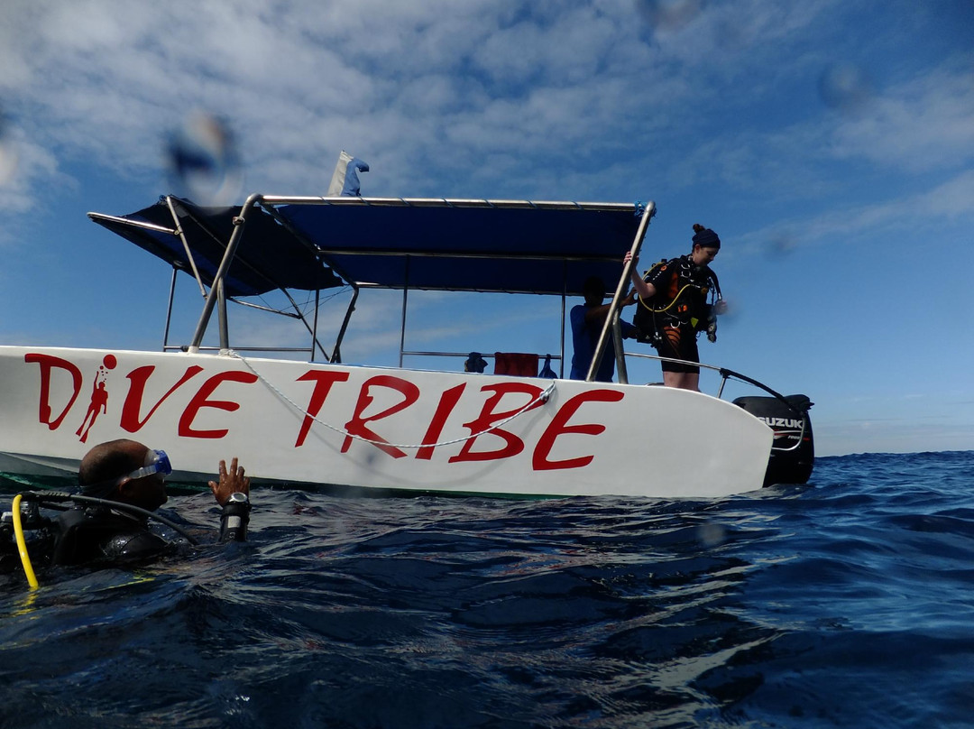 Dive Tribe景点图片