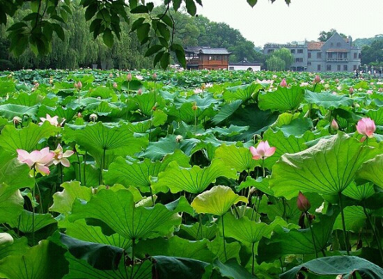 曲院风荷-杭州市必去景点