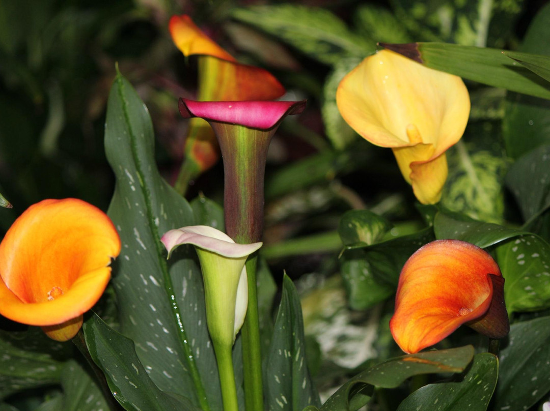 布鲁代尔花鸟保护园-温哥华必去景点