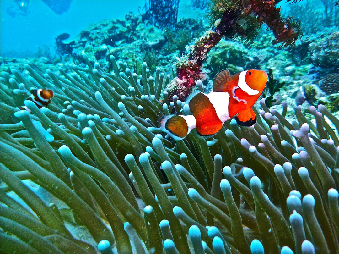 Buceo Malapascua-妈妈拍丝瓜岛必去景点