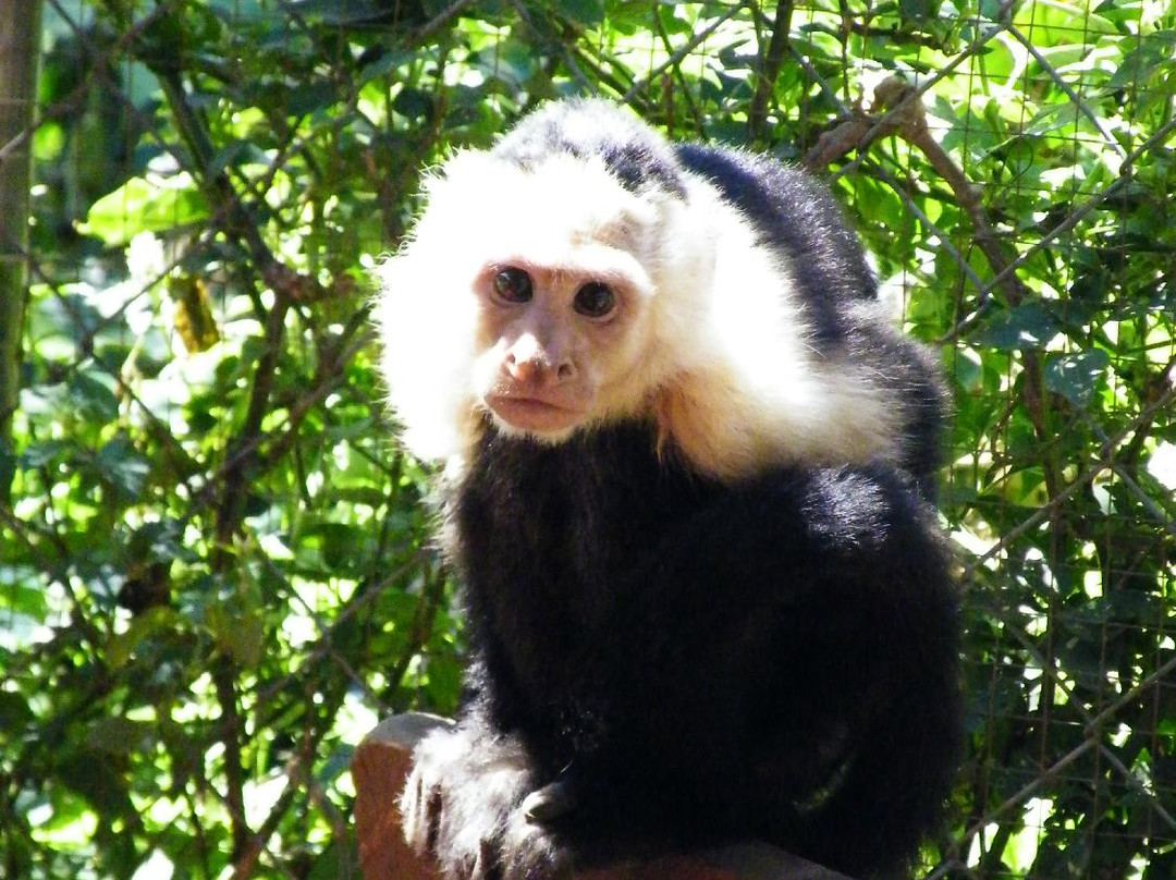 Jungla de Panama Wildlife Refuge景点图片