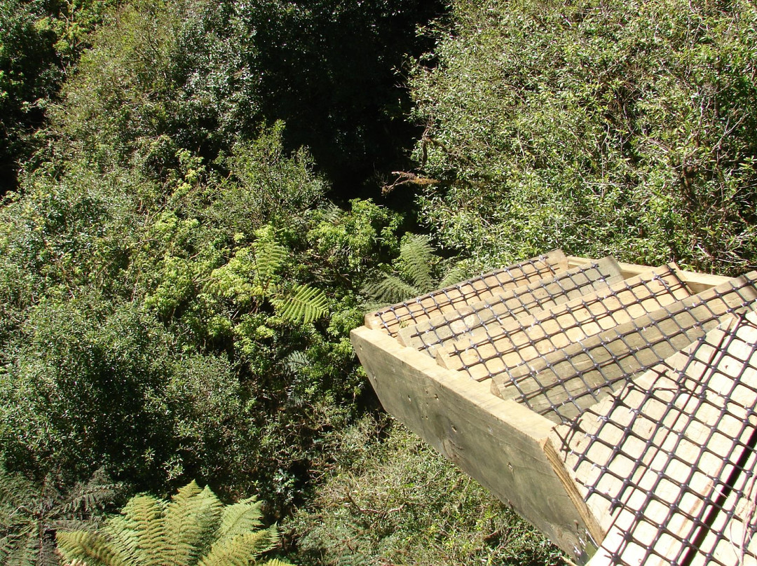 罗托鲁瓦树冠之旅-罗托鲁瓦必去景点