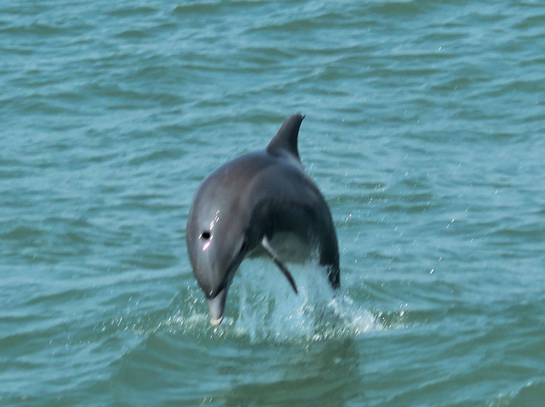 Kohootz Dolphin Encounters-Aransas Pass必去景点