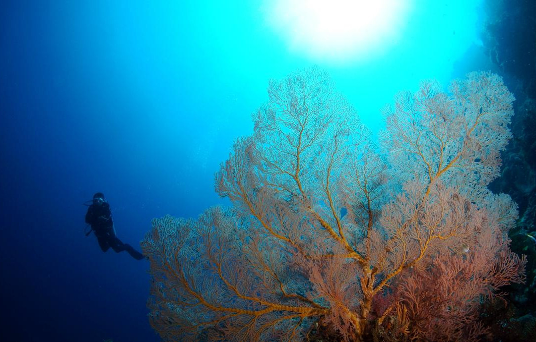 Ocean Dreams Pemuteran景点图片