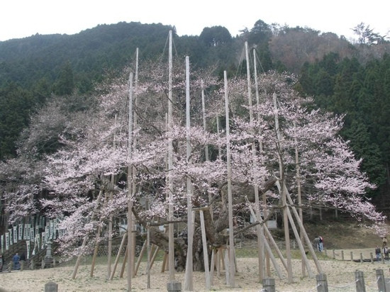 Michi-no-Eki -Usuzumi Village of Cherry Tree , Neo-本巢市必去景点