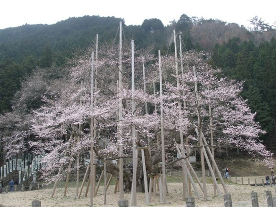 Michi-no-Eki -Usuzumi Village of Cherry Tree , Neo景点图片