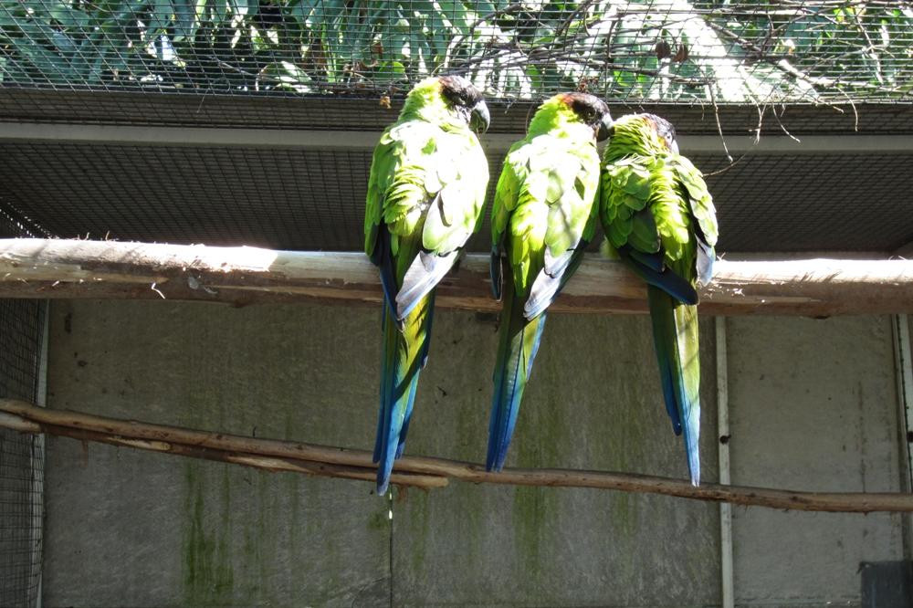 Madeira Botanical Garden-沙尔必去景点