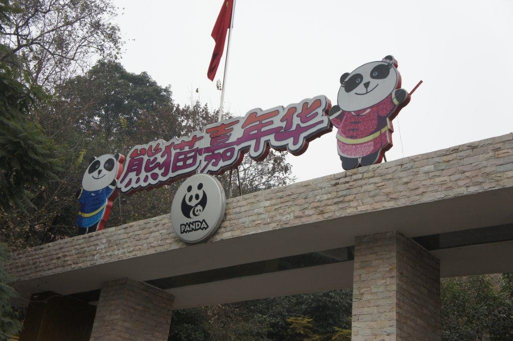 成都大熊猫繁育研究基地-成都必去景点