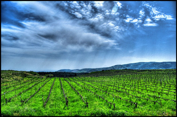 Saslove Winery-Kefar Sava必去景点