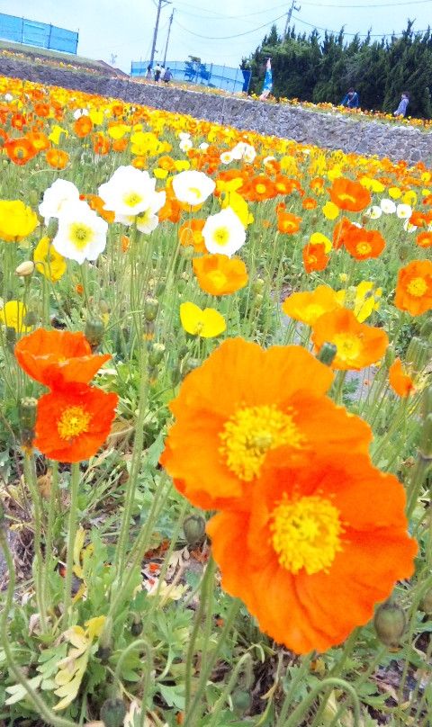 Tateyama Family Park-馆山市必去景点