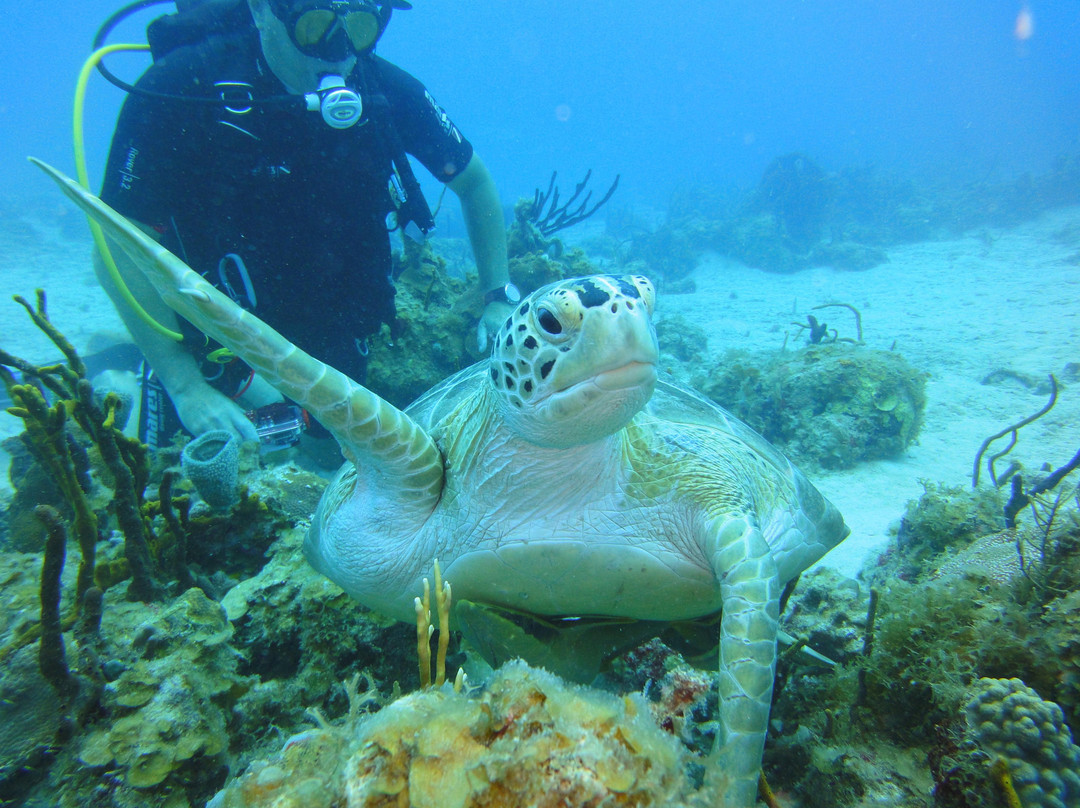 Aqua Marine Dive Center-圣 托马斯必去景点
