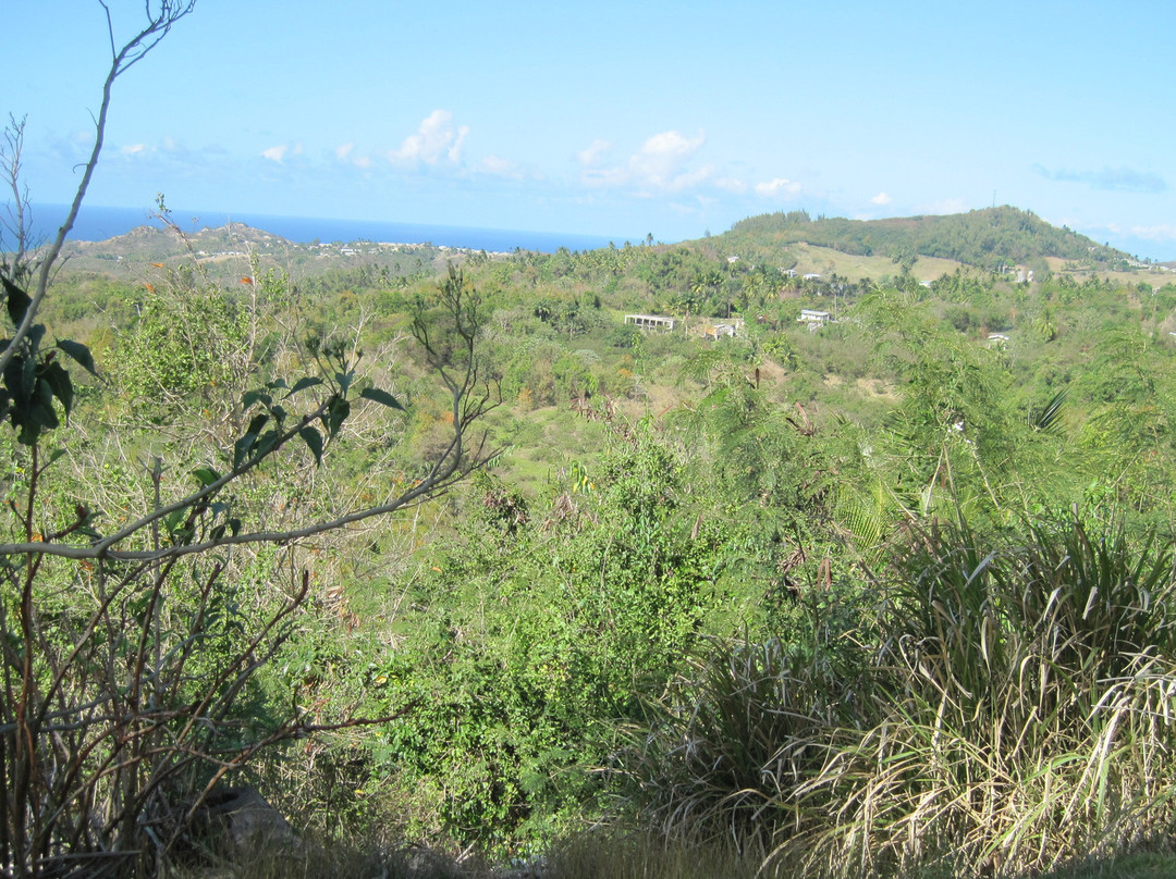 Flower Forest-Saint Thomas Parish必去景点