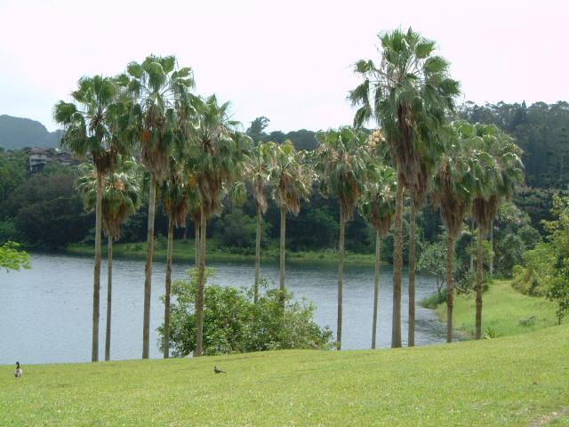 火玛卢霞植物园景点图片