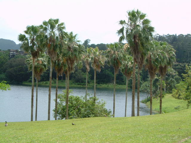 火玛卢霞植物园-卡内奥赫必去景点