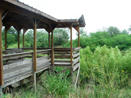 Sabal Palm Sanctuary-布朗斯维尔必去景点