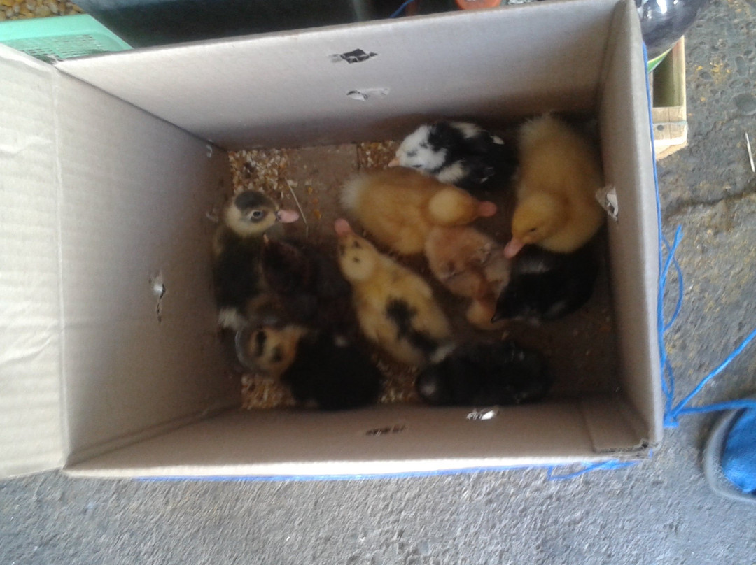 Mercado Central Municipal de Talca-塔尔卡必去景点