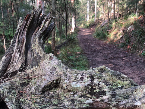 Sun Valley Fire Trail