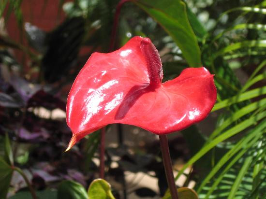 Dixon Gallery & Gardens-孟菲斯必去景点