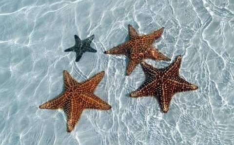 Ilet Caret-Sainte Rose必去景点